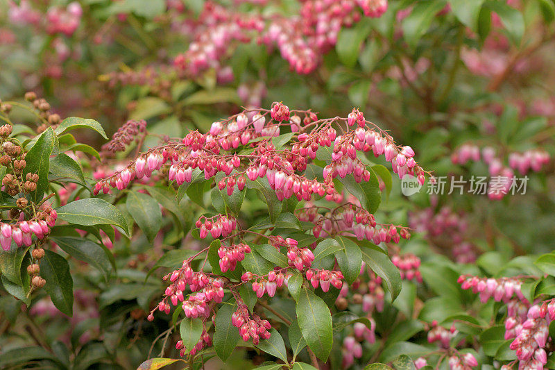 Pieris japonica /日本仙女座花